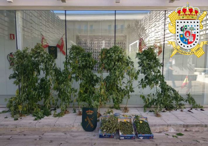 Detienen en Gormaz a una persona que cultivaba marihuana en su vivienda