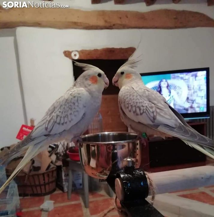 Un soriano pide ayuda para encontrar a sus 3 ninfas