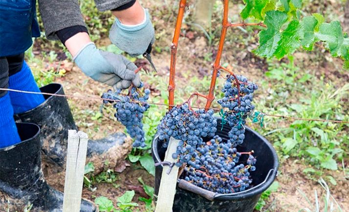 El Laboratorio Regional de Villaquilambre (León), realizará la PCR a los temporeros de la vendimia que no sean de la propia zona