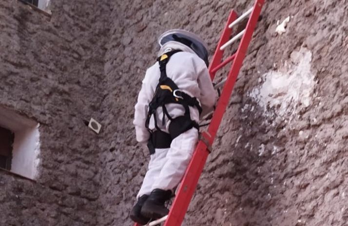 Los bomberos intervienen para retirar un nido de avispas en Salinas de Medinaceli