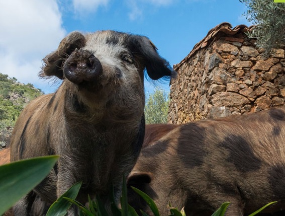 Un pueblo de Soria degusta este sábado el jamón Récord Guinness más Valioso del mundo: más de 4.000 euros