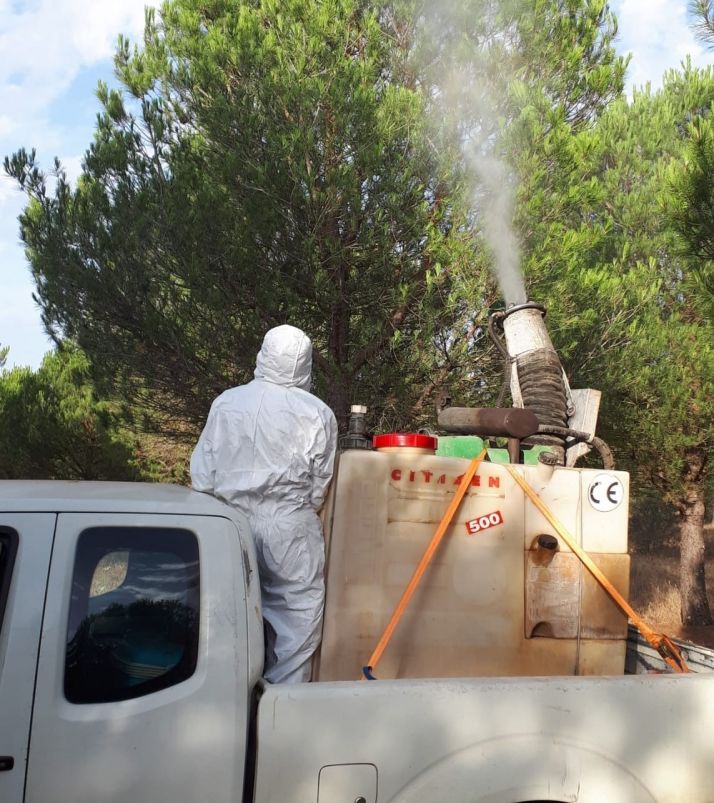 Continúan los trabajos en CYL para luchar contra la chinche de las piñas