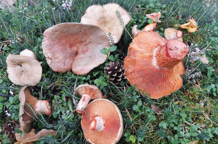 Tardelcuende da por iniciada la temporada de níscalos con una imaginativa campaña