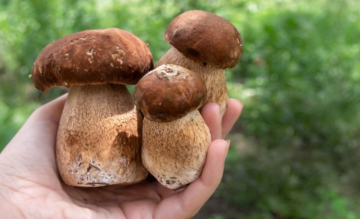 15 establecimientos sorianos en ‘Buscasetas’ ofertan menús y tapas con lo mejor de la gastronomía micológica 