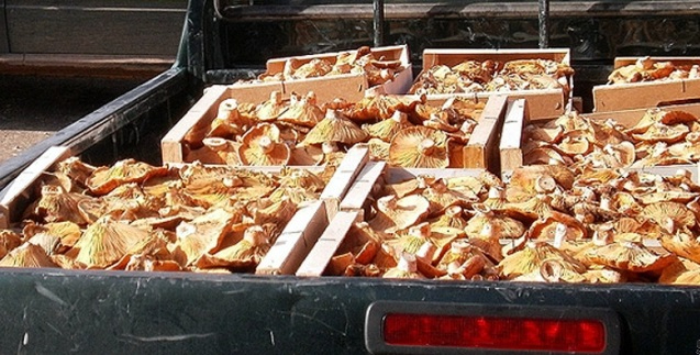 Intervenidos un vehículo y 140 kilos de níscalos a 6 personas en Torralba del Burgo