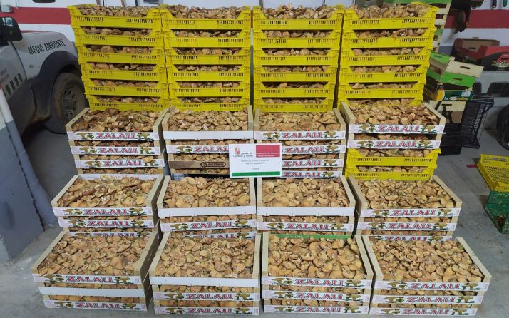 Los controles de recolección y comercialización de setas suman ya 74 denuncias y 1.502 kilos decomisados