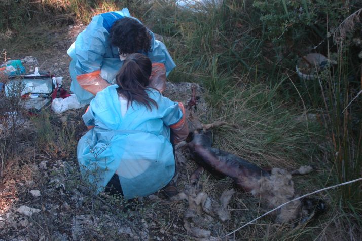 AMPLIACIÓN: Investigada una persona por matar a dos perros y tirarlos al Duero en Soria
