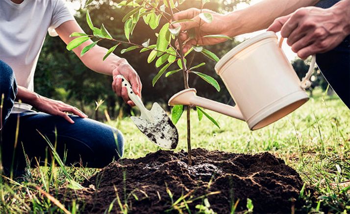 La Junta concede dos líneas de ayudas a la forestación a las que destina 4,7 millones de euros