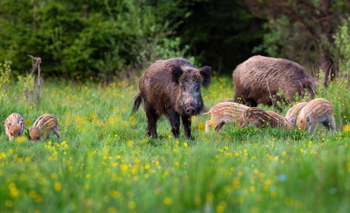 COAG denuncia que los políticos ven venir la peste porcina como la Covid, de brazos cruzados, aunque ya van 55 casos en Alemania