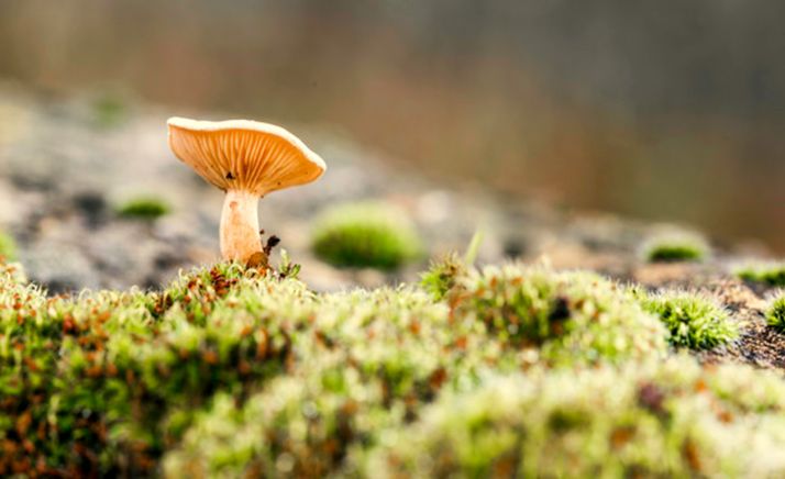 San Leonardo suspende sus Jornadas de micología y naturaleza 