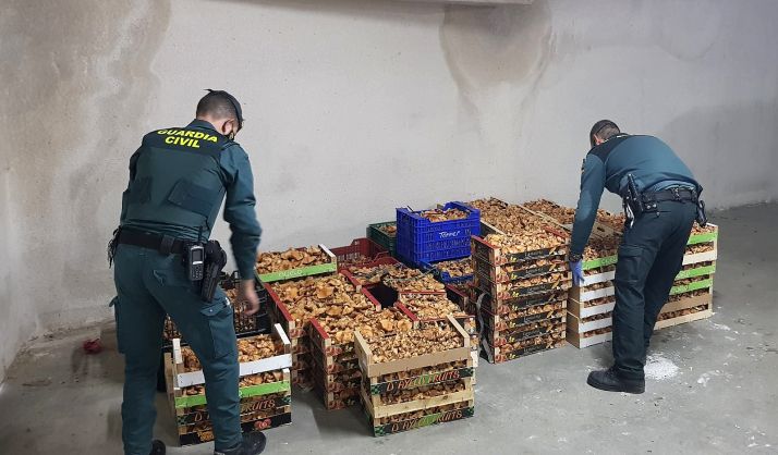 La Guardia Civil decomisa en El Burgo más de media tonelada de níscalos