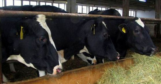 Momento decisivo para la macrogranja de Noviercas, después de tres años sin avances