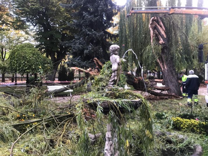 Hoy se retira el sauce llorón de la Dehesa