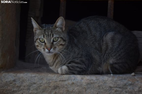 Soria controlará las colonias de gatos