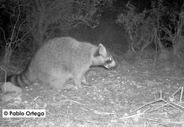 Fotografían un mapache en el sur de Soria, malas noticias para la provincia