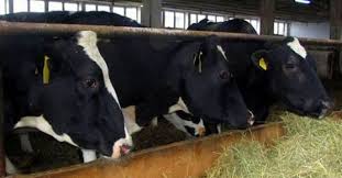 236 ganadores sorianos recibirán de la Junta paga el anticipo del 70% de las ayudas de explotaciones de vacuno