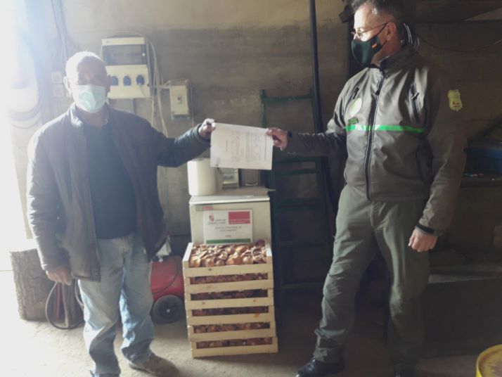 Setas en Soria: 139 denuncias y decomisos por valor de 14.400 euros