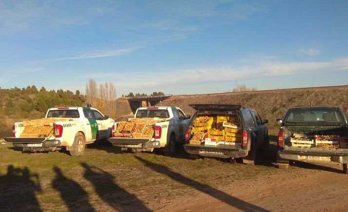 Los decomisos de níscalos en Soria superan ya los 3.000 kilos 