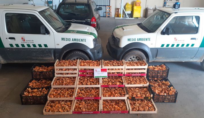 Setas en Soria: Ya son más de 5.800 kilos de níscalos los decomisados 