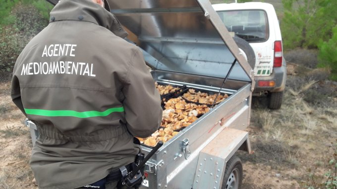 Los decomisos micológicos en Soria suman ya 6,75 toneladas