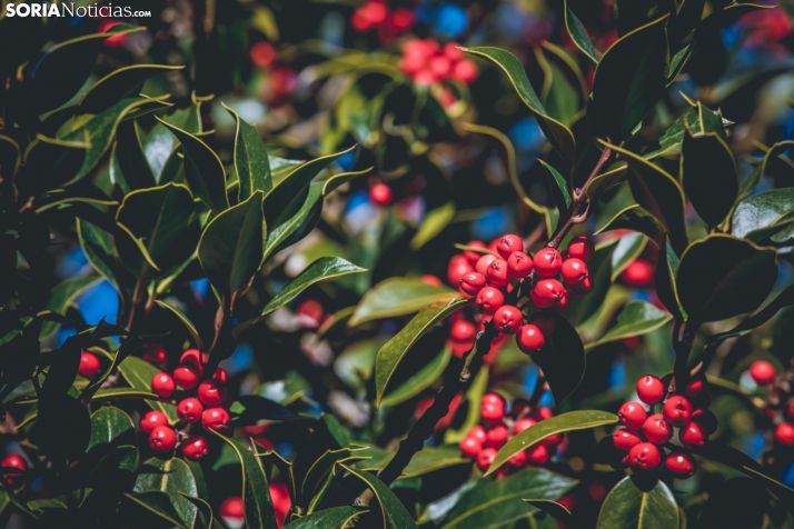 Acebal de Garagüeta: una visita navideña indispensable 