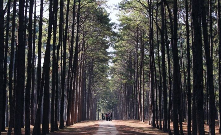 El Cesefor participará en a organización del I Congreso de Propiedad Forestal de España