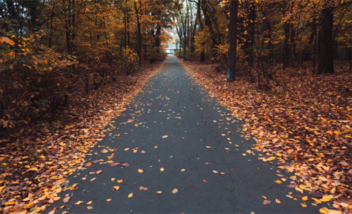El Instituto de Investigación en Gestión Forestal Sostenible de la UVa recibe 700.000 € para tres proyectos de investigación