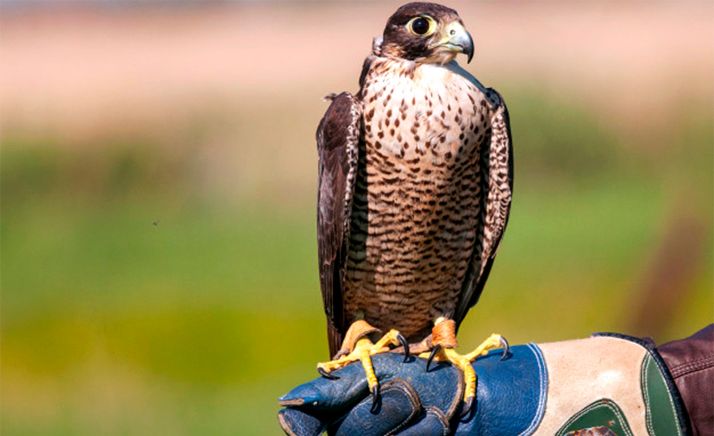 Absuelto un halconero en Valladolid acusado de falsedad y estafa en la venta de 12 aves a un sultán de Dubái