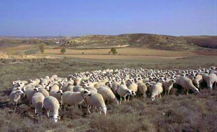 La Junta abona las ayudas al ovino, tanto las correspondientes a la PAC como las derivadas por la COVID-19, por 21,3 M€
