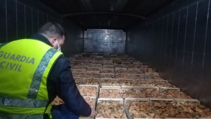 Mercado negro de setas: Intervenidas 1,5 toneladas de níscalos y denunciadas 2 empresas y 7 recolectores