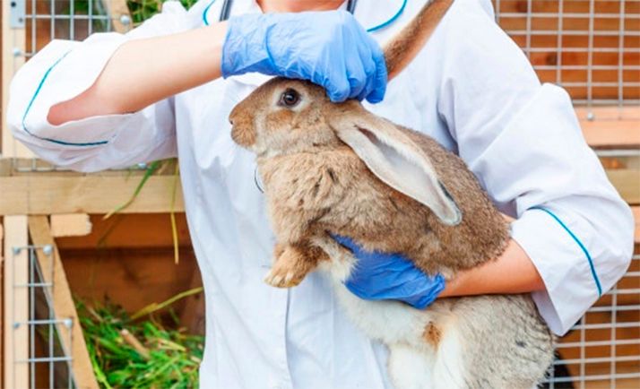 600.000 € para la adquisición de elementos de diagnóstico PCR para detectar enfermedades en animales