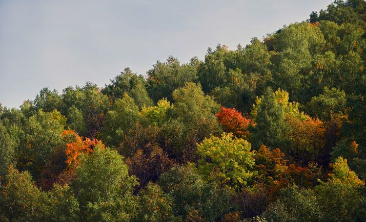 Subvenciones por 0,76 M€ para 23 solicitudes de reforestación en Soria