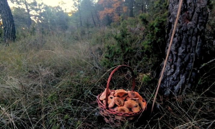 Una estupenda cesta con níscalos recién recolectados. 