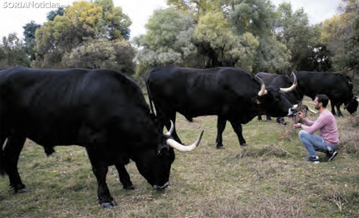 Salen las bases provinciales para potenciar la vaca negra serrana soriana