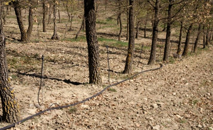 Pies de encina trufera con sistema de regadío. 