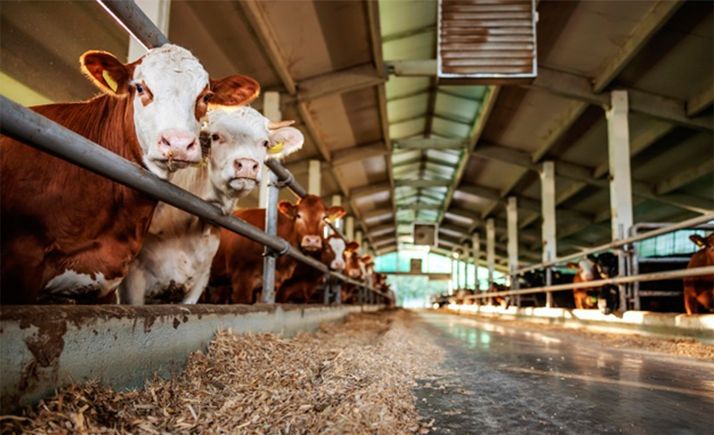  COAG Soria no apoyará la cuota que quiere imponer la Interprofesional de la carne de vacuno