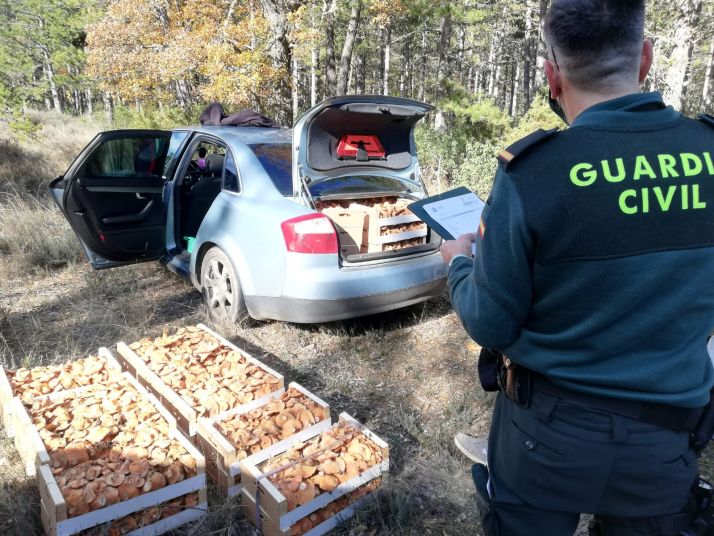 Furtivismo micológico: 8 personas denunciadas y 1.200 kilos de níscalos decomisados en Soria