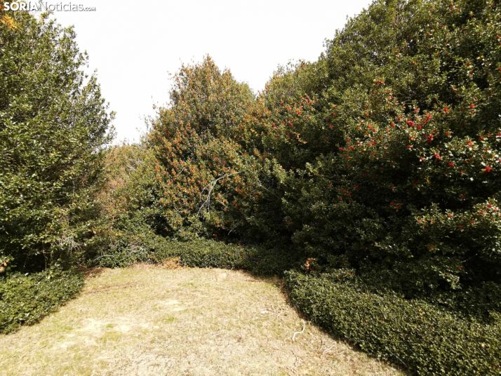 La Junta autoriza el aprovechamiento de 25.290 kilos de rama ornamental de acebo para Navidad en Soria