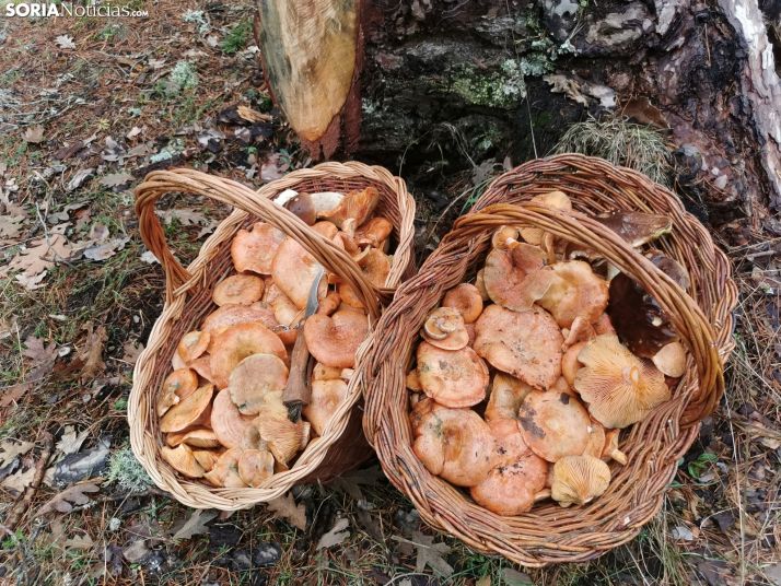 Setas en Soria: tres nuevas recetas de níscalos para este sábado 