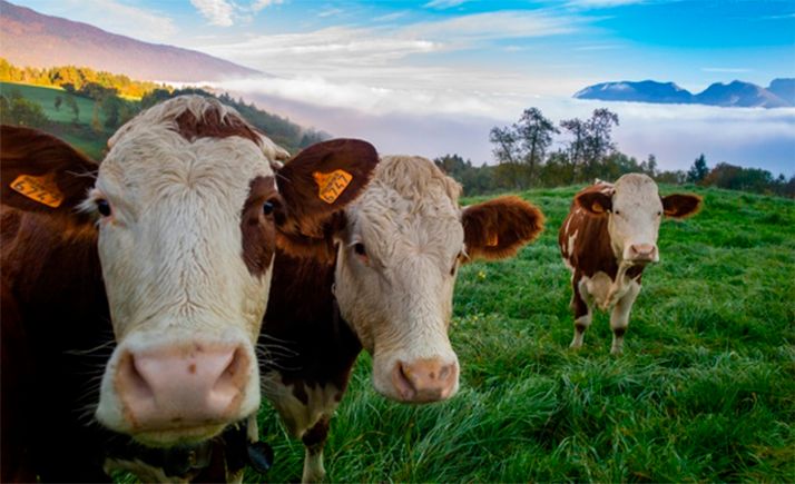 La línea de apoyo a las explotaciones agrarias e industrias agroalimentarias par paliar los efectos de la COVID-19, hasta el 31