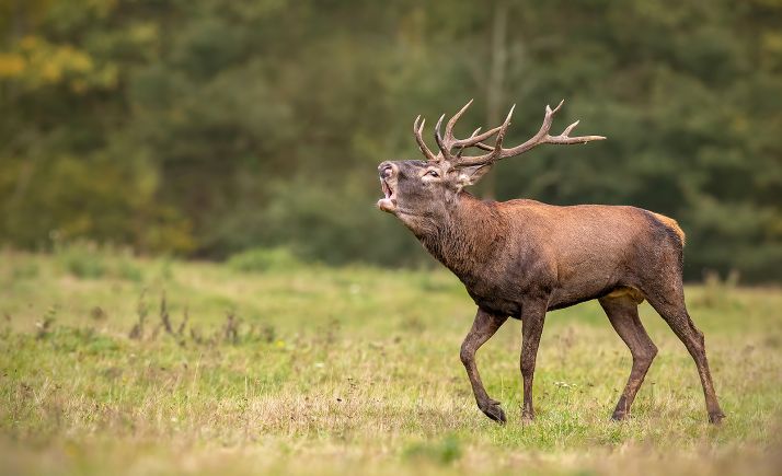 Los permisos de cacerías supusieron unos ingresos para los propietarios de 368.196 € en la Reserva de Urbión 