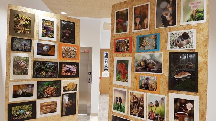 Setas de Soria: ‘La Luz’ de Alex Alonso, de Barcelona, gana el XXIV Concurso de Fotografía Micológica en Navaleno