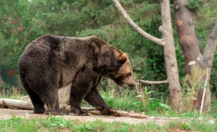 La Junta se personará como acusación en las diligencias sobre la muerte de una osa en una cacería en Palencia