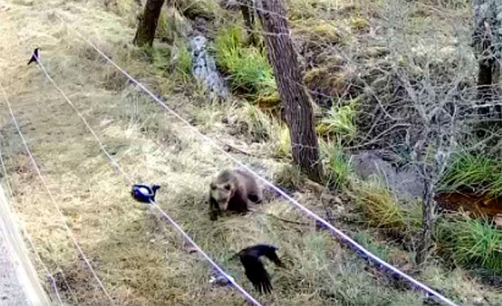 La osezna Éndriga, trasladada al recinto de aclimatación de osos pardos de la finca de Valsemana (León) para su reintroducción en el medio natural