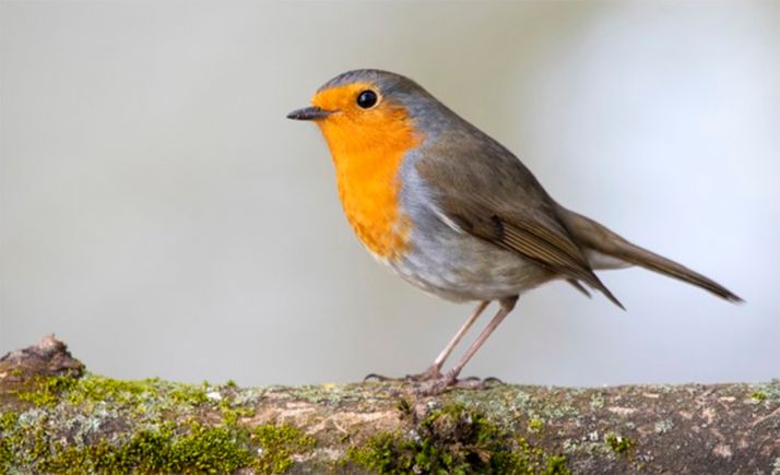 Desactivada la fase de alerta por climatología adversa