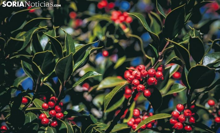 El Ampa del Machado organiza una virtual subasta benéfica de centros de acebo