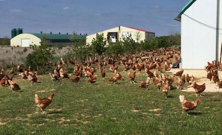 Comer huevos sorianos estas navidades tiene premio