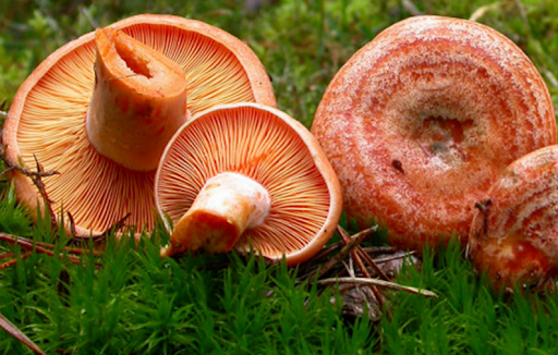 Setas en Soria: Los recolectores pueden apurar este puente las últimas fructificaciones