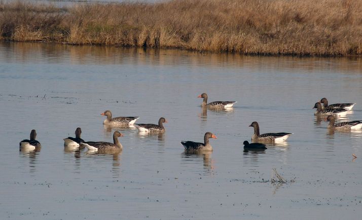 57.796 aves acuáticas de 58 especies invernaron en 353 humedales muestreados en Castilla y León
