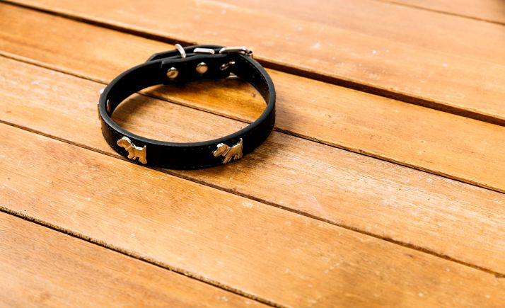 Los veterinarios de CyL piden a la Junta que permita breves salidas más allá de las 20:00 para que las mascotas cumplan con sus necesidades fisiológicas